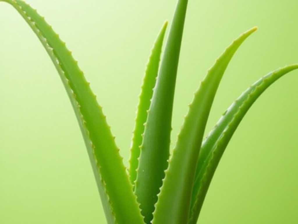 How to Check If Your Aloe Vera Needs Water