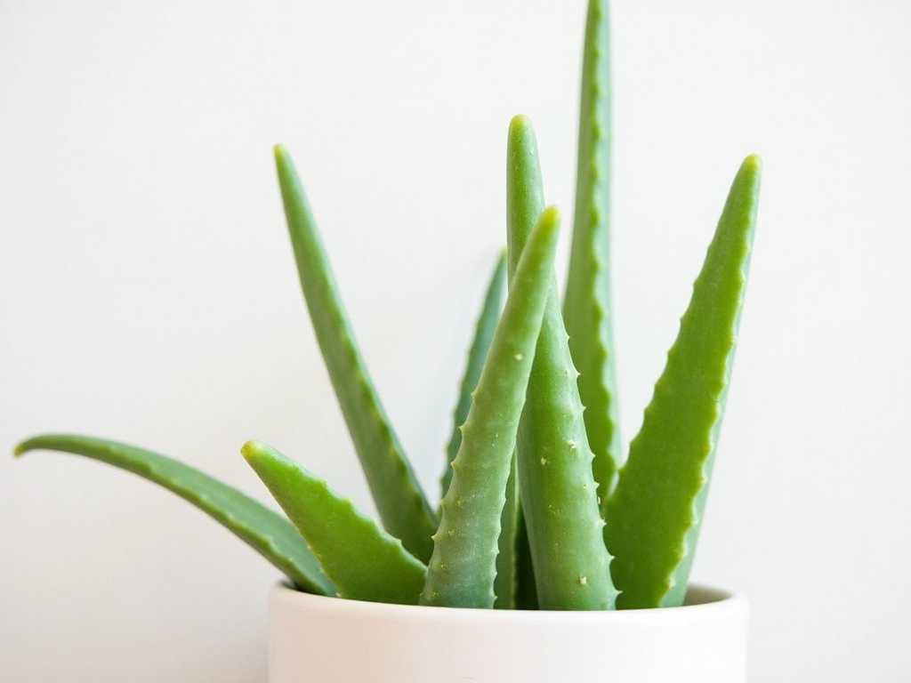 How to Fix Aloe Vera That’s Leaning to One Side