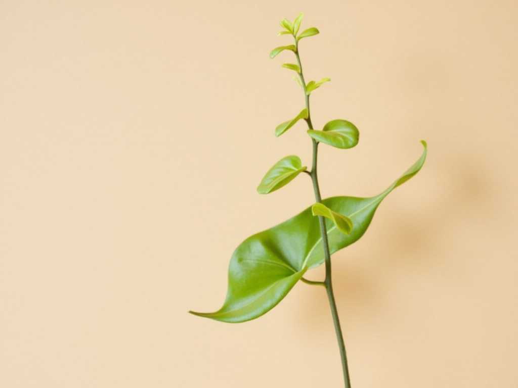 How to Use Aloe Vera for Minor Cuts and Scrapes