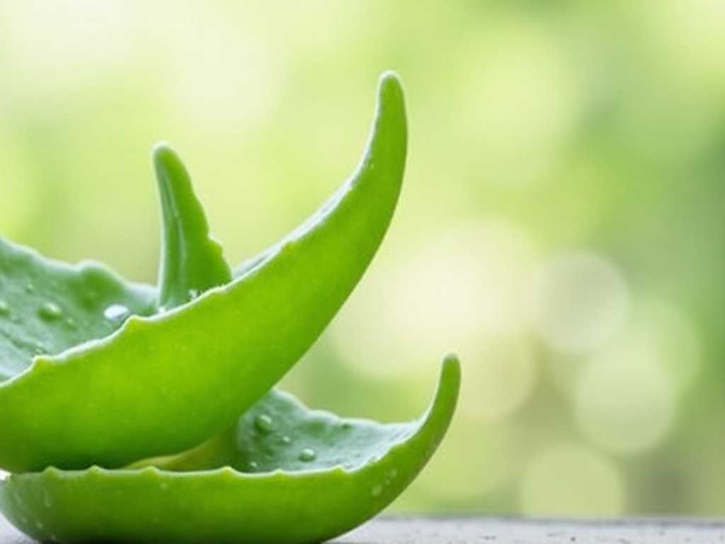 Aloe Vera Flower Drop: Causes and Solutions