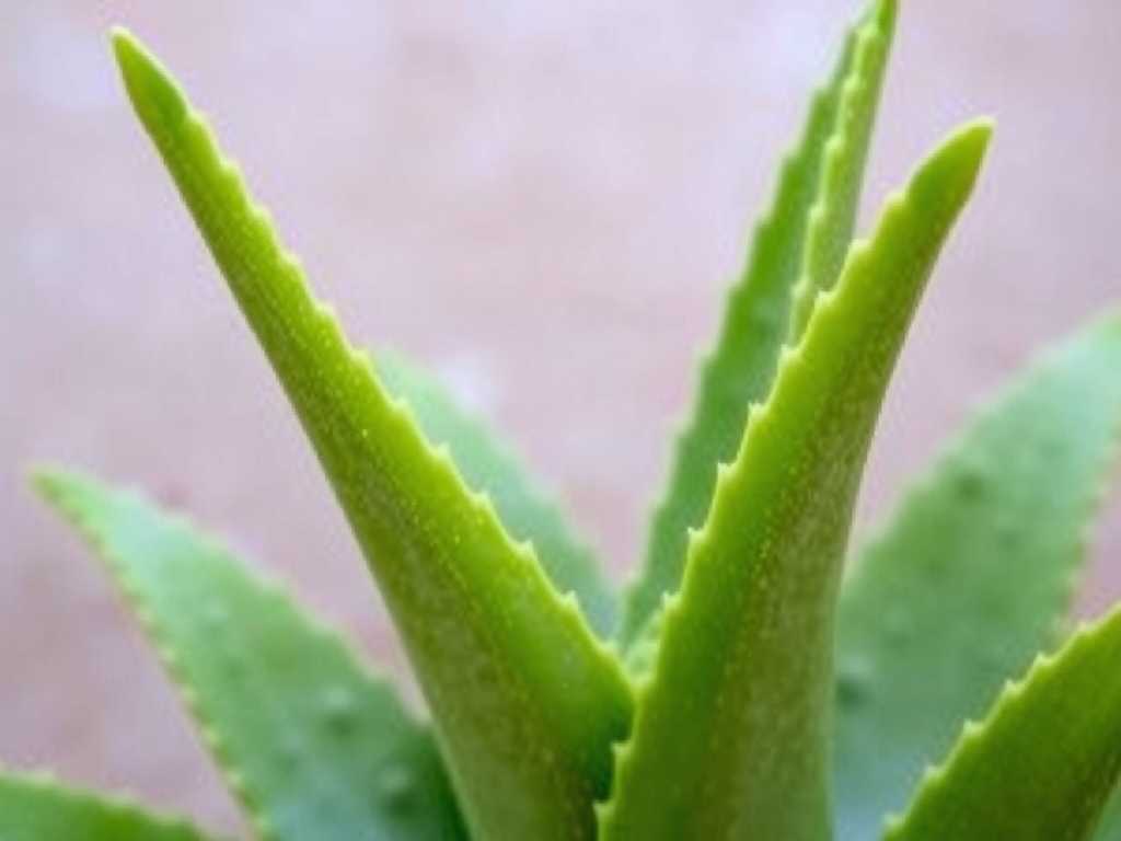 Aloe Vera Leaf Drop in Winter: Causes and Fixes