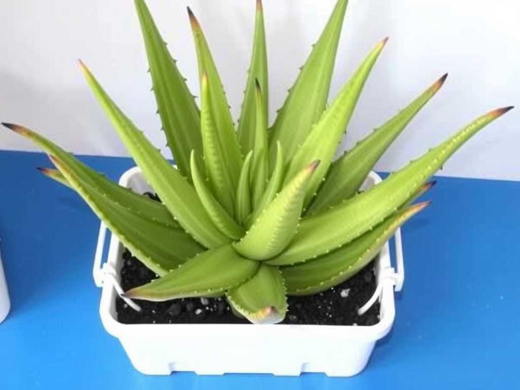 How to Grow Aloe Vera in a Small Planter Box