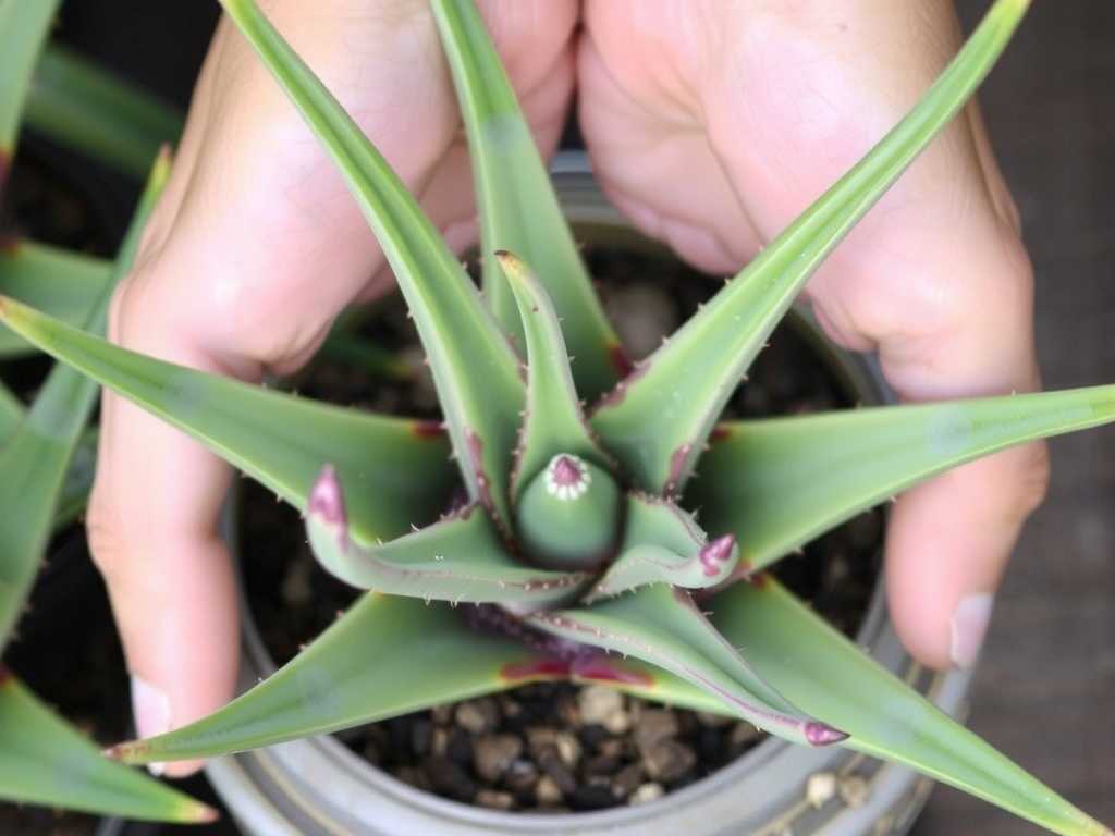 How to Adjust Aloe Vera Feeding for New Growth