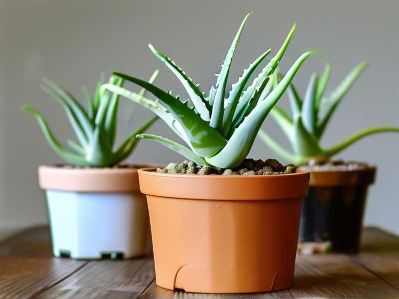 How to shape young aloe seedlings for bushy growth(1) How to shape young aloe seedlings for bushy growth(1)