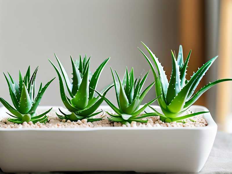 How to avoid frequent fertilization for stable aloe growth